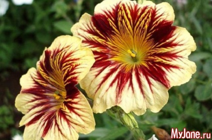 Salpiglossis - o creație fabuloasă a artistului-natură - salpiglossis, origine, îngrijire,