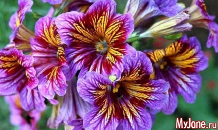 Salpiglossis - o creație fabuloasă a artistului-natură - salpiglossis, origine, îngrijire,