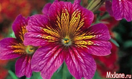 Salpiglossis - o creație fabuloasă a artistului-natură - salpiglossis, origine, îngrijire,