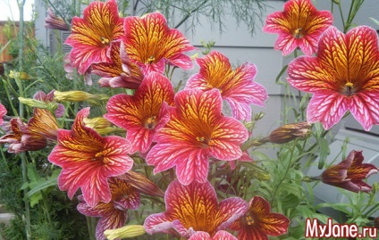 Salpiglossis - o creație fabuloasă a artistului-natură - salpiglossis, origine, îngrijire,