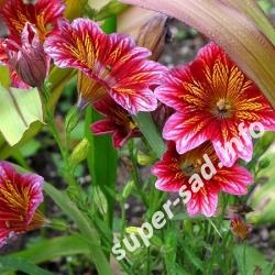 Salpiglossis, super grădină