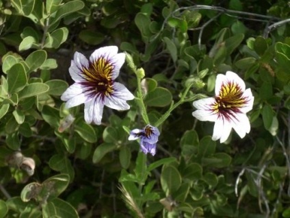 Notch de Salpiglossis