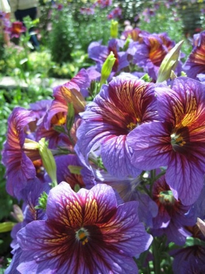 Notch de Salpiglossis