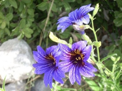 Salpiglossis rés