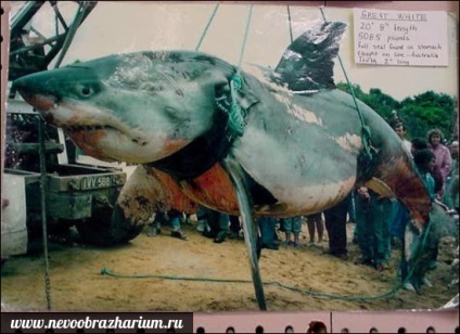 Cel mai mare rechin din lume
