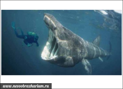 Cel mai mare rechin din lume