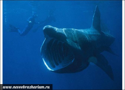 A világ legnagyobb cápa