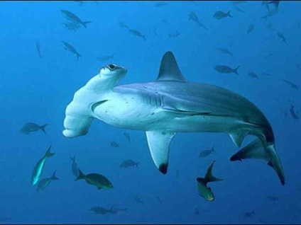 Cel mai mare rechin din lume - topul 10