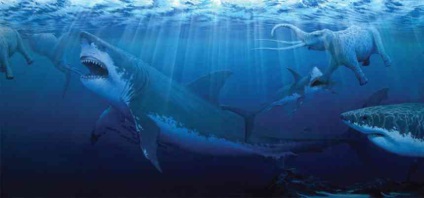 A világ legnagyobb cápa - a top 10