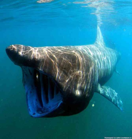A világ legnagyobb cápa - a top 10