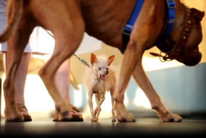 Cel mai urât câine din lume poate fi clonat