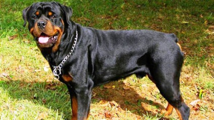 A világ legveszélyesebb kutyái 17 kemény kutya