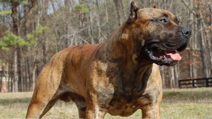 A világ legveszélyesebb kutyái 17 kemény kutya