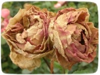 Cele mai comune dăunători și boli ale trandafirilor