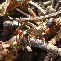 Cele mai otrăvitoare insecte