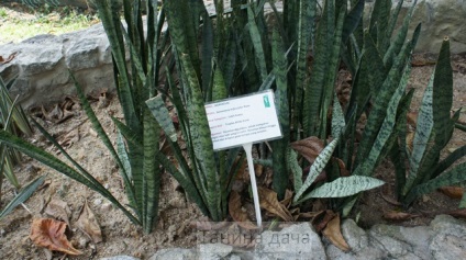 Sansevieria (