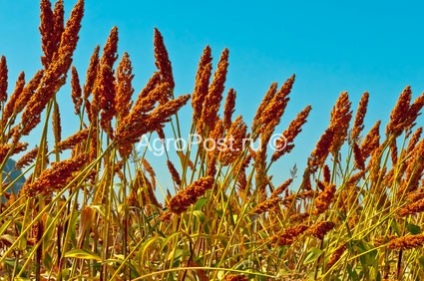 A cukor cirok értékes takarmánynövény a középső Volga régió száraz körülmények között