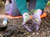 Secretele de alimentare de toamnă în grădină, grădinar (conac)