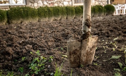 Secretele de alimentare de toamnă în grădină, grădinar (conac)