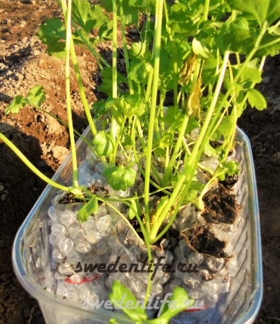 Cireșele de țelină, cultivarea și îngrijirea acestora în grădina nordică