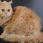 Selkirk Rex tenyésztés leírása, vélemények és fotó, hol lehet a legjobb kenneleket megvásárolni, és mennyi a cica,