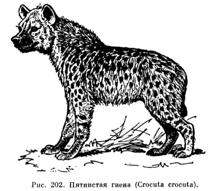 A családi hiéna (hyaenidae)