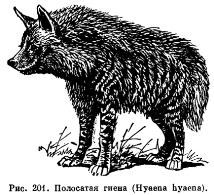 Familia hyena (hyaenidae) este