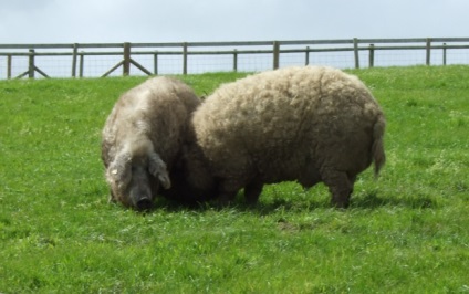 Porc lătos din rasa mangalitsa sau 