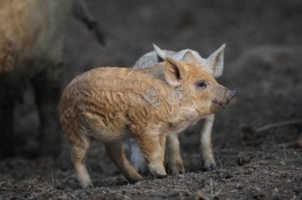 Porc lătos din rasa mangalitsa sau 