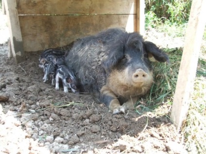 Porc lătos din rasa mangalitsa sau 