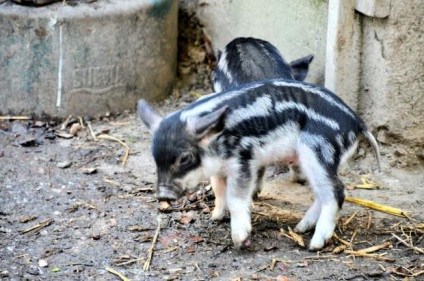 Porc lătos din rasa mangalitsa sau 