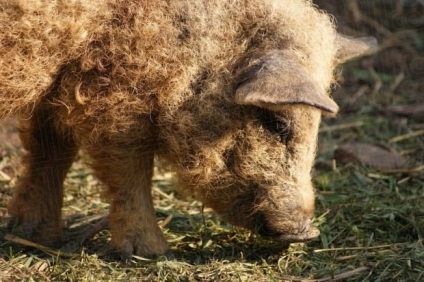 Porc lătos din rasa mangalitsa sau 