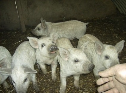 Porc lătos din rasa mangalitsa sau 