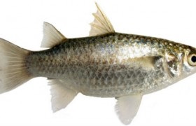 Seabass este o laură, un pește cu carne densă și aproape dezosată