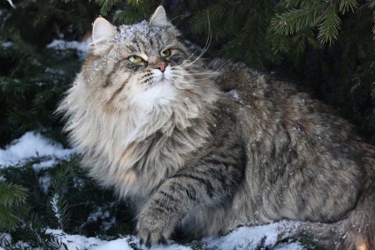 Pisica siberiana - frumusetea si mândria Rusiei