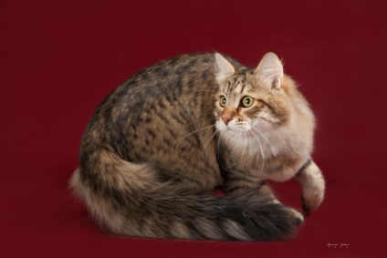 Pisica siberiana - frumusetea si mândria Rusiei