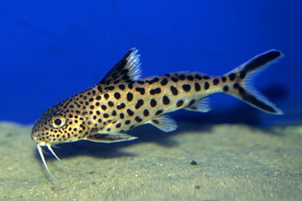 Sinodontis multi-reticulat, cuc de somon