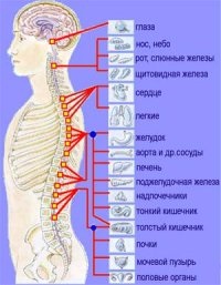 Scolioza, tratament, prevenire, osteopatie, terapie manuală Chelyabinsk - site-ul 