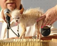 Un câine a murit, considerat cel mai urât din lume