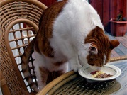 Scottish Fold este rasa cel mai rau in jurul unei pisici