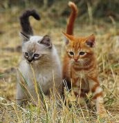 Scottish Fold este rasa cel mai rau in jurul unei pisici