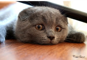 Scottish Fold este rasa cel mai rau in jurul unei pisici