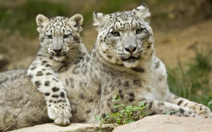 Snow Leopard, Snow Leopard грациозна котка дивата природа