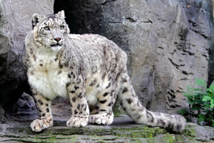 Leopard de zăpadă, pisică grațioasă irbis de natură sălbatică