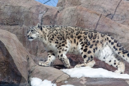 Snow Leopard, Snow Leopard грациозна котка дивата природа