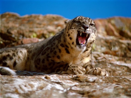 Leopard de zăpadă, pisică grațioasă irbis de natură sălbatică