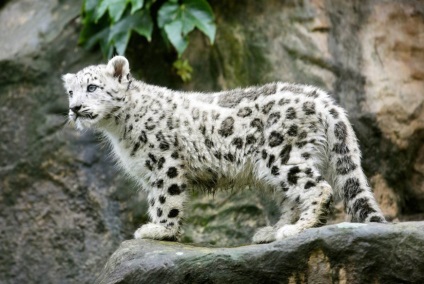 Leopard de zăpadă, pisică grațioasă irbis de natură sălbatică