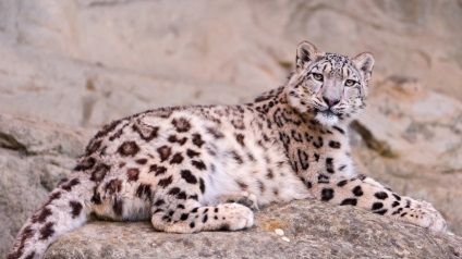 Snow Leopard, Snow Leopard грациозна котка дивата природа