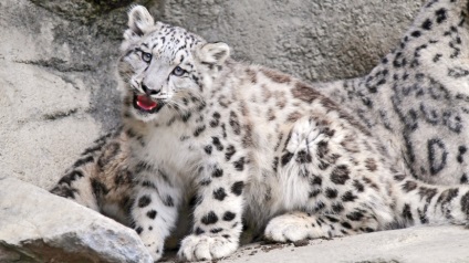 Leopard de zăpadă, pisică grațioasă irbis de natură sălbatică