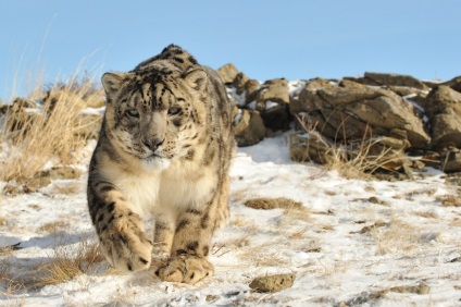 Leopard de zăpadă, pisică grațioasă irbis de natură sălbatică